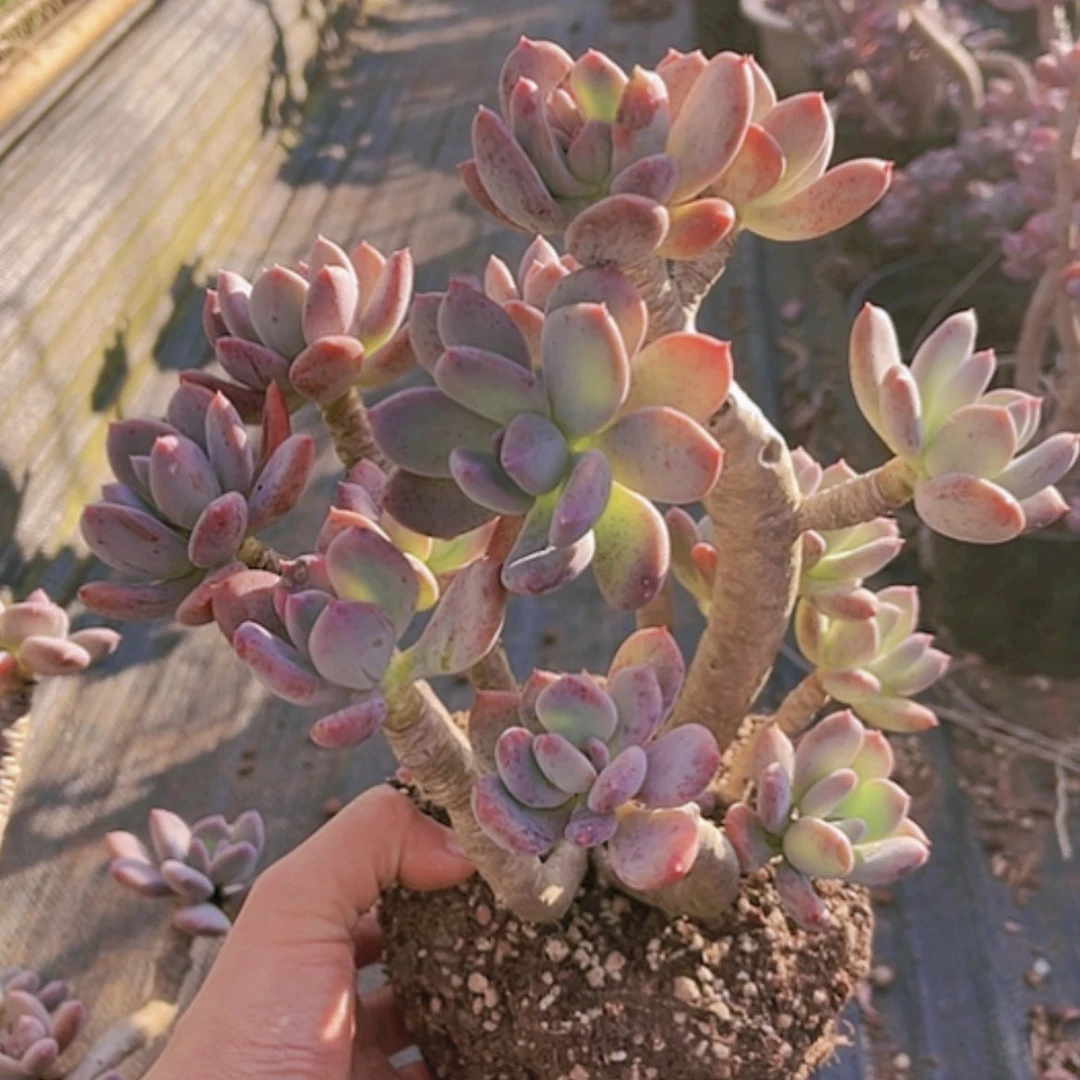 【闪购商品】灰姑娘造型老桩