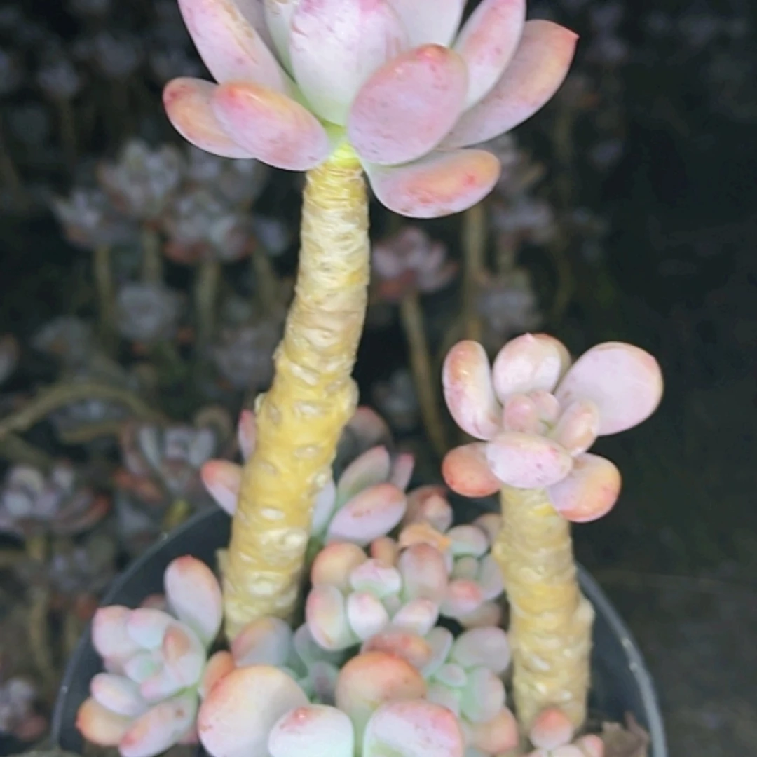 【闪购商品】灰姑娘老桩