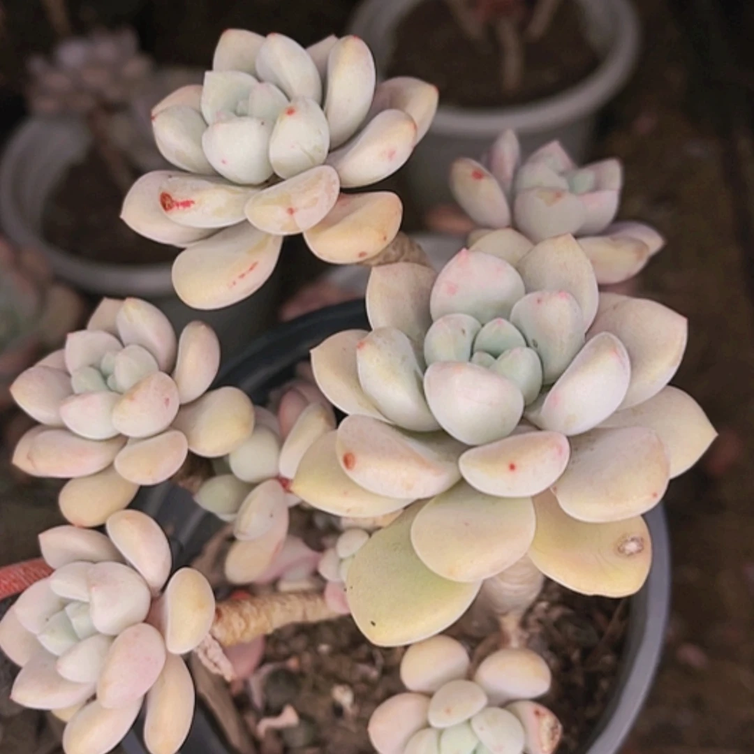 【闪购商品】白露多头