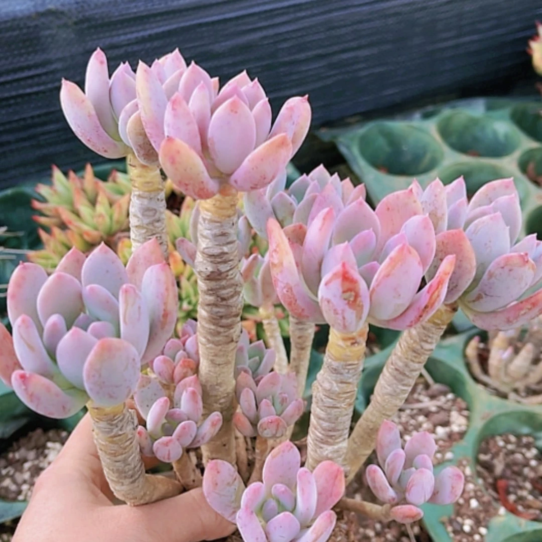 【闪购商品】灰姑娘老桩