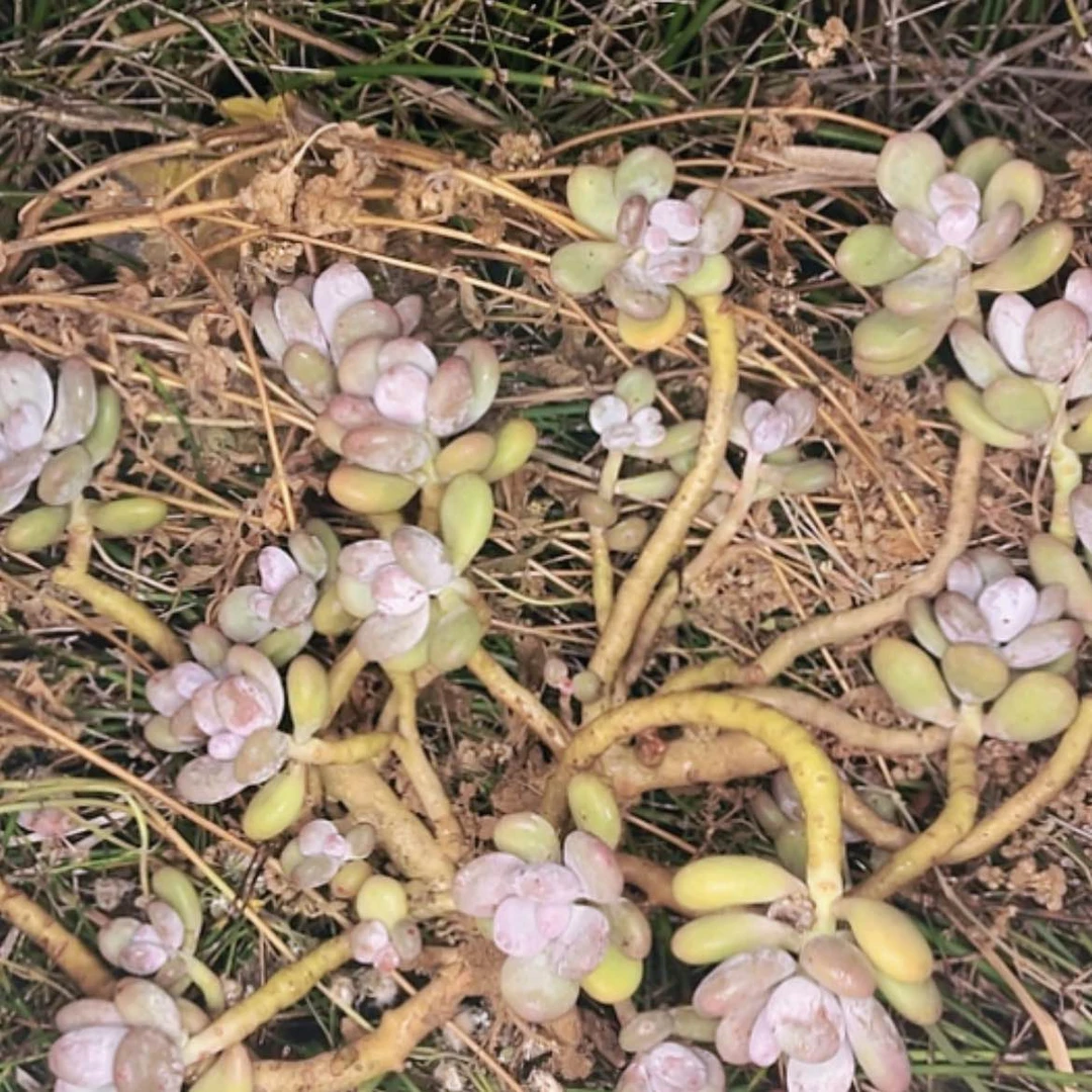 【闪购商品】壹****念两群宽叶奶