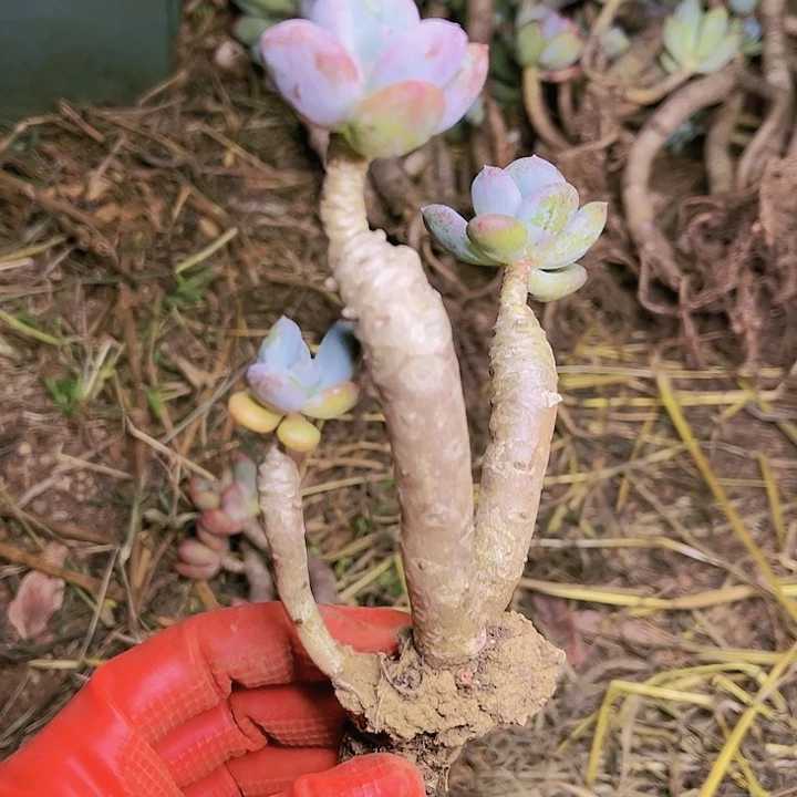 灰姑娘老桩迷你双头