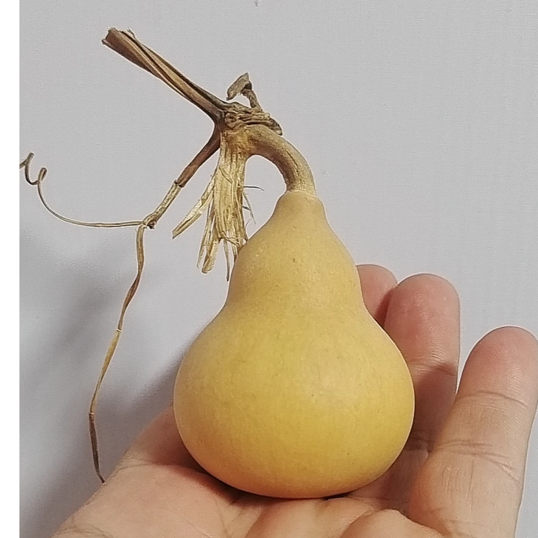 天然手把葫芦直播