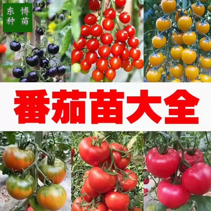 番茄种苗阳台千禧圣女果矮生西红柿秧苗盆栽种籽菜苗孑秧蔬菜种子