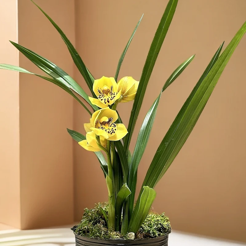 建兰黄金荷小草大花朱金大花浓香型好养易活超勤花品种南北都可养