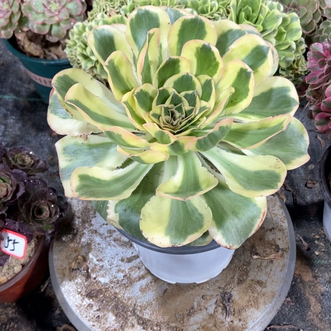 80燕子法师的故事