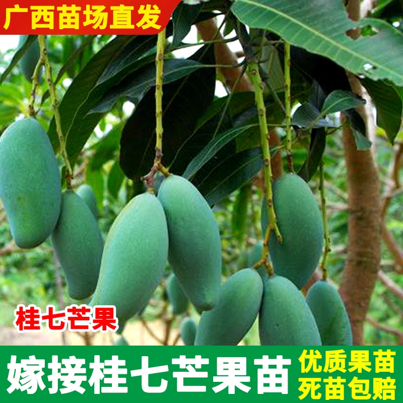 广西百色桂七嫁接芒果苗树当年结果可地栽盆栽南北种植矮化芒果苗