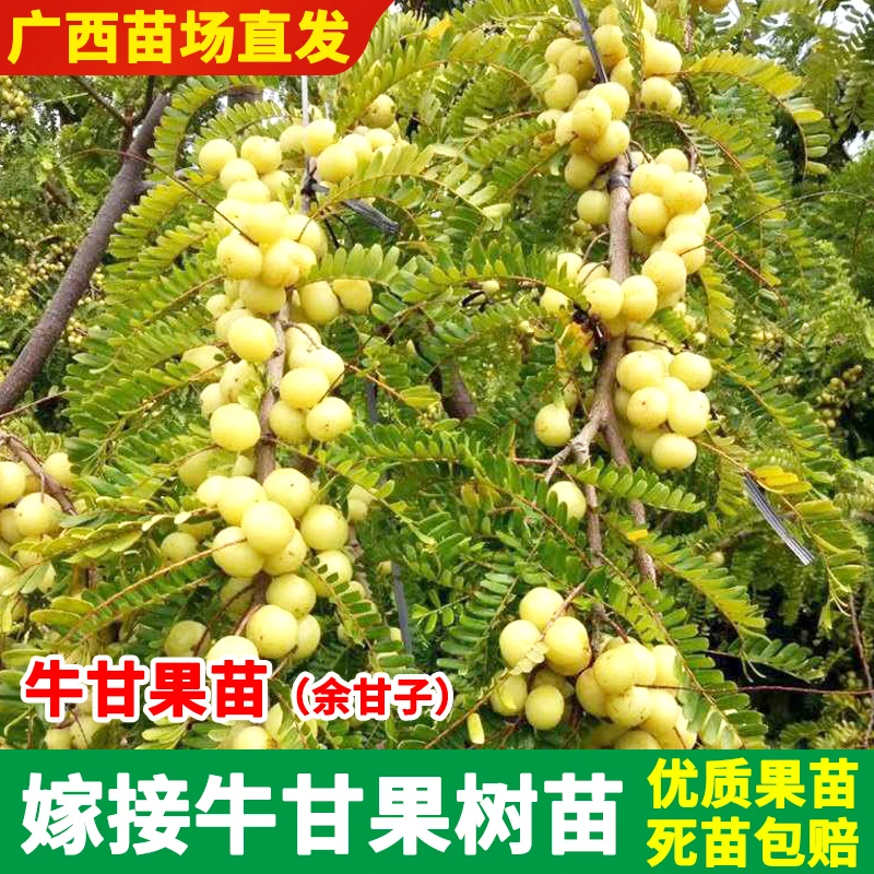 广西大玉牛甘果余甘果嫁接南方果树苗油甘树苗先苦后甘生津止渴