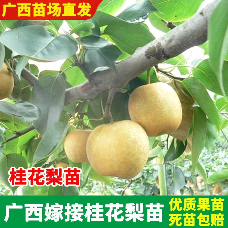 广西果树苗桂花梨嫁接苗地栽盆栽庭栽四季可种脆甜多汁香梨包成活