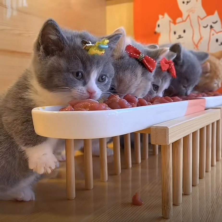 多猫防滑陶瓷猫碗饮水碗饭碗小猫幼猫吃饭防打翻护颈餐盘猫黑下巴
