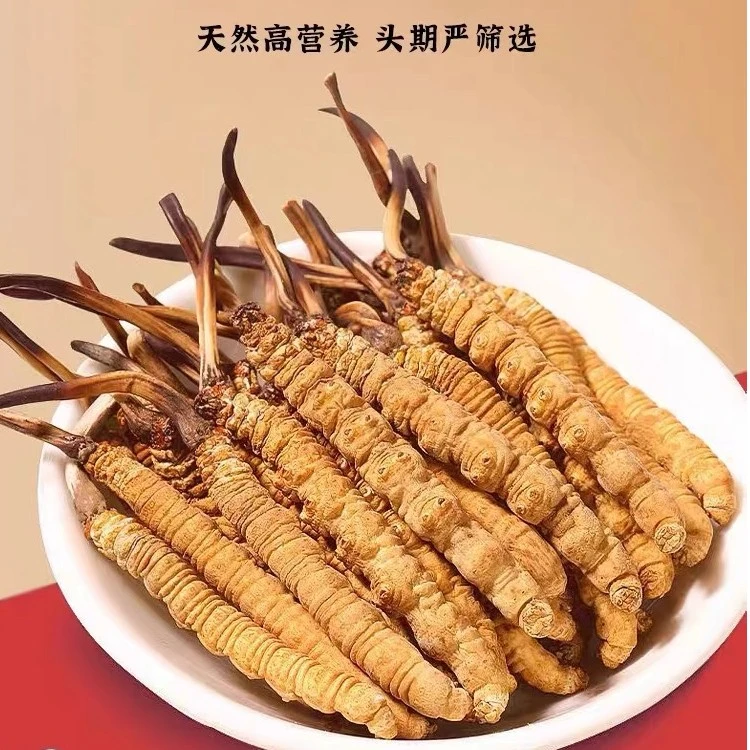 【帽子哥专属】藏地理塘高海拔精选冬虫夏草大根干虫草高档送礼