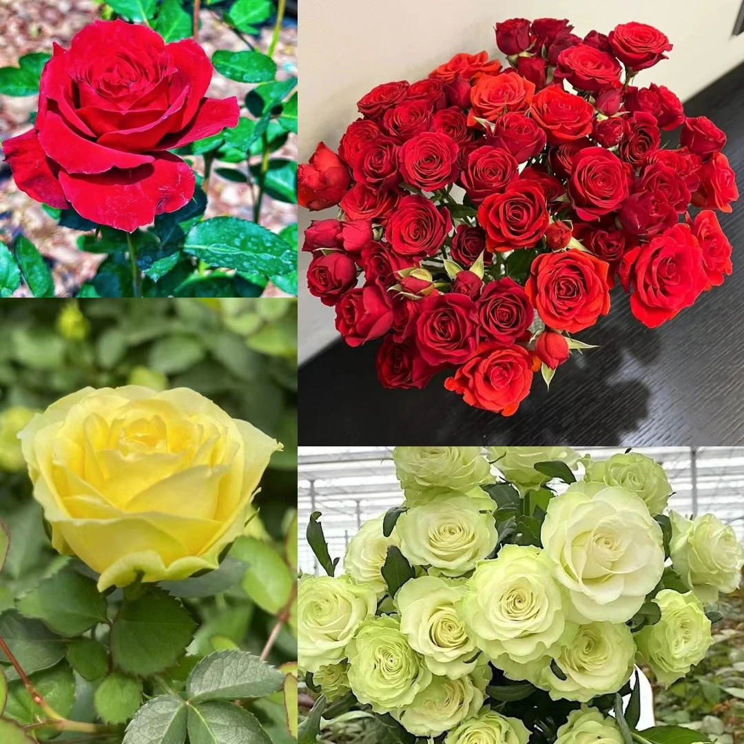 【黑美人】+【苹果绿美人】月季盆栽四季开花庭院阳台盆栽地栽好养护