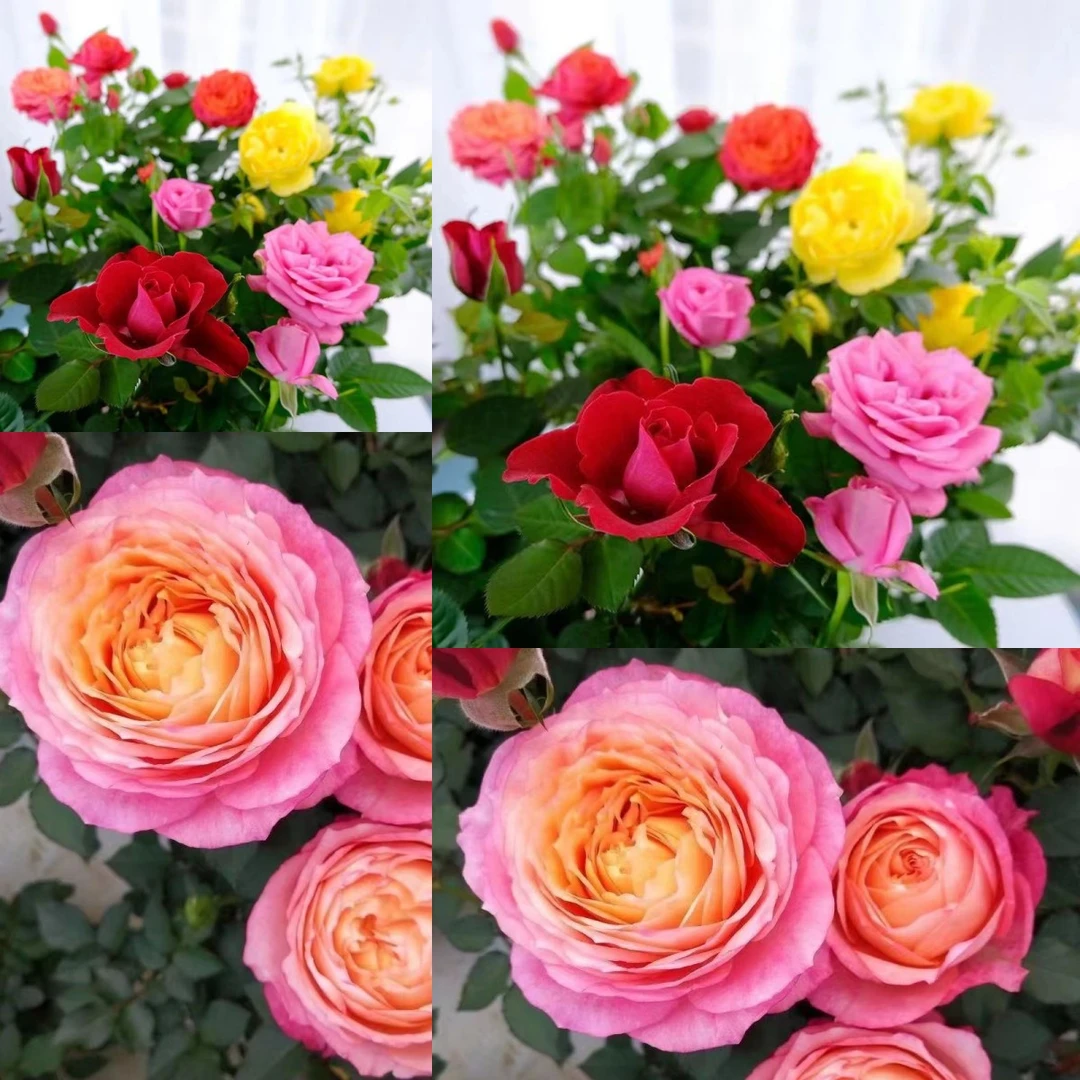 月季花两盆组合小盆栽玫瑰月季室内外阳台四季开花盆栽花卉植物