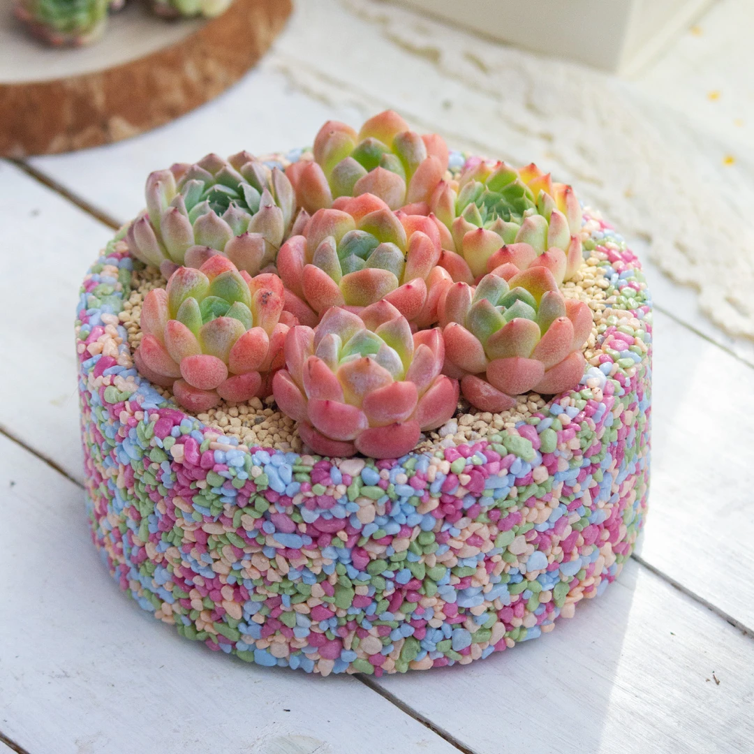 多肉花盆12×5厘米（内径×内高）简约风格排水透气多肉拼盆微园艺