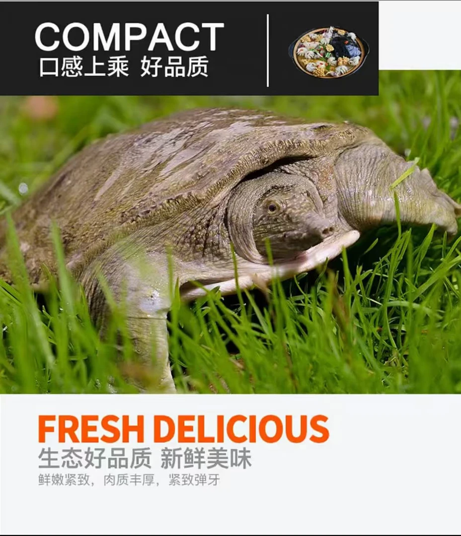 福利甲鱼改价一物一拍所见即所得