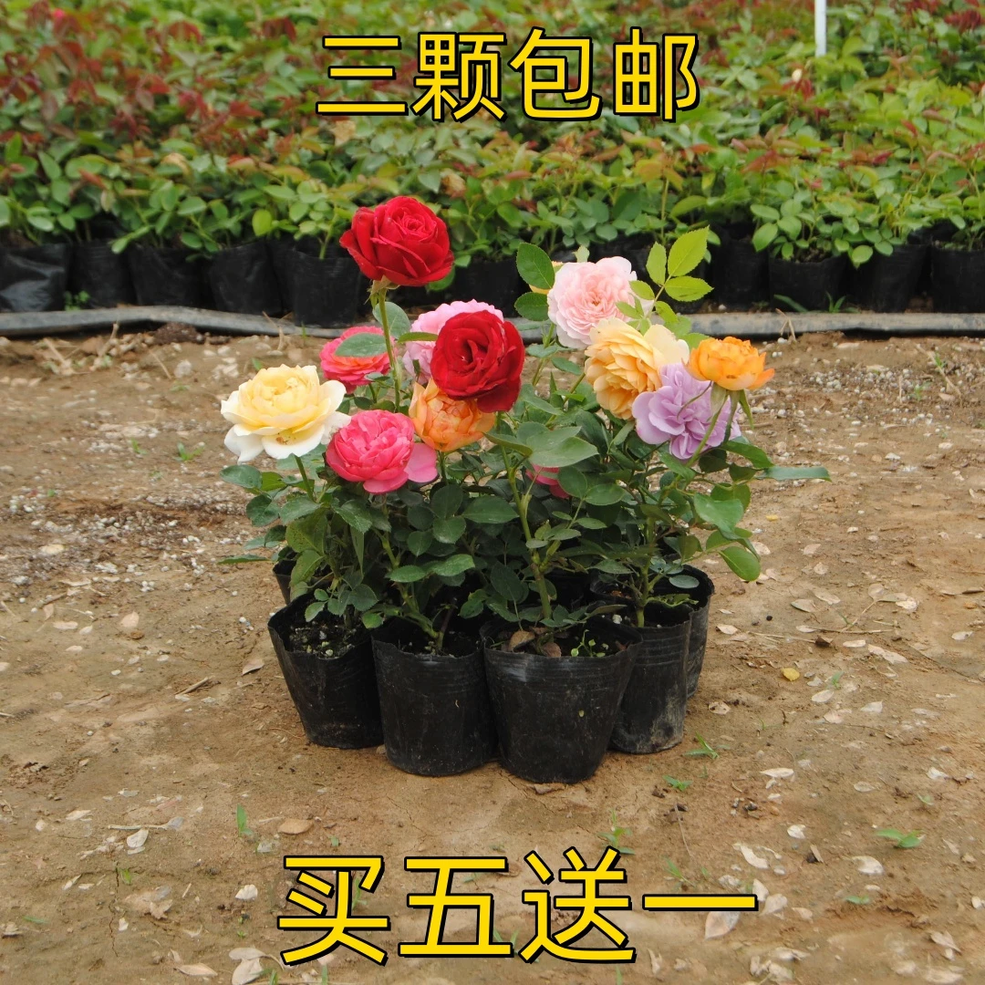 【3棵包邮】月季花苗爬藤开花植物特大花卉盆栽四季玫瑰藤本蔷薇