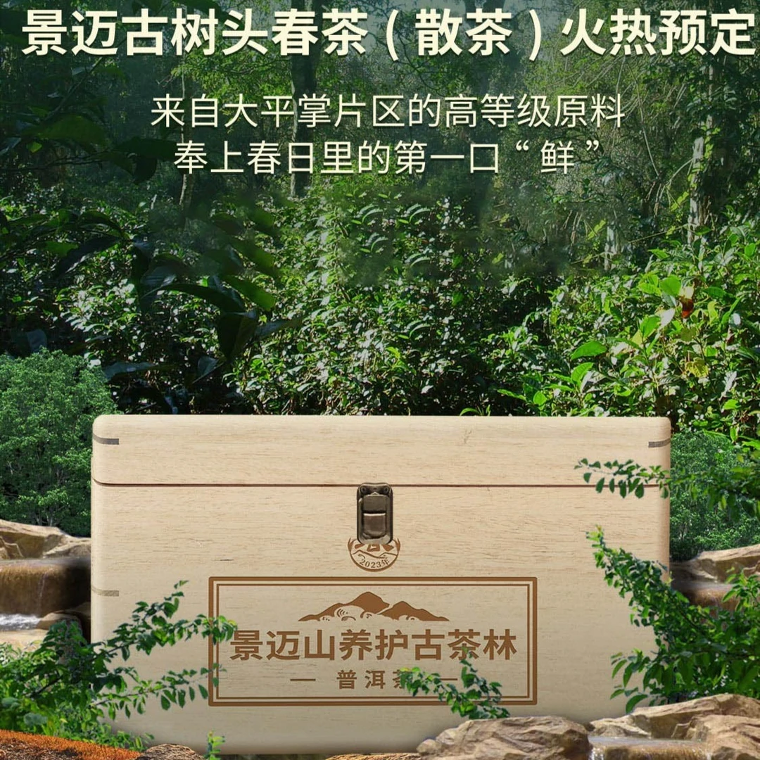 澜沧古茶2023年景迈古树头春茶（散茶）纯料古树春茶500g