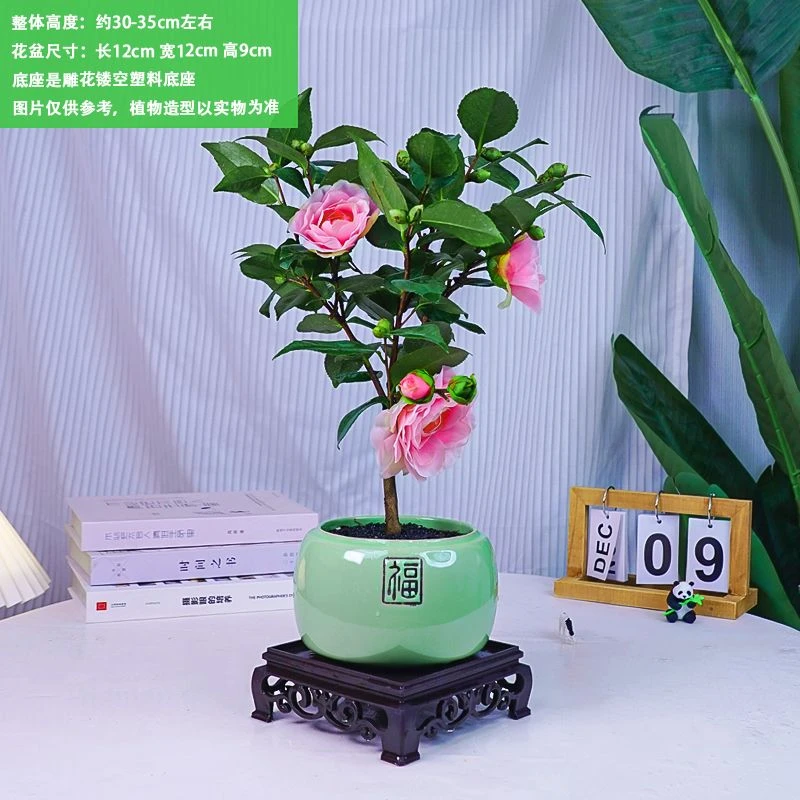 生长盆栽五色赤丹带原土四季开花香妃树苗山茶花室内烈香浓香型花