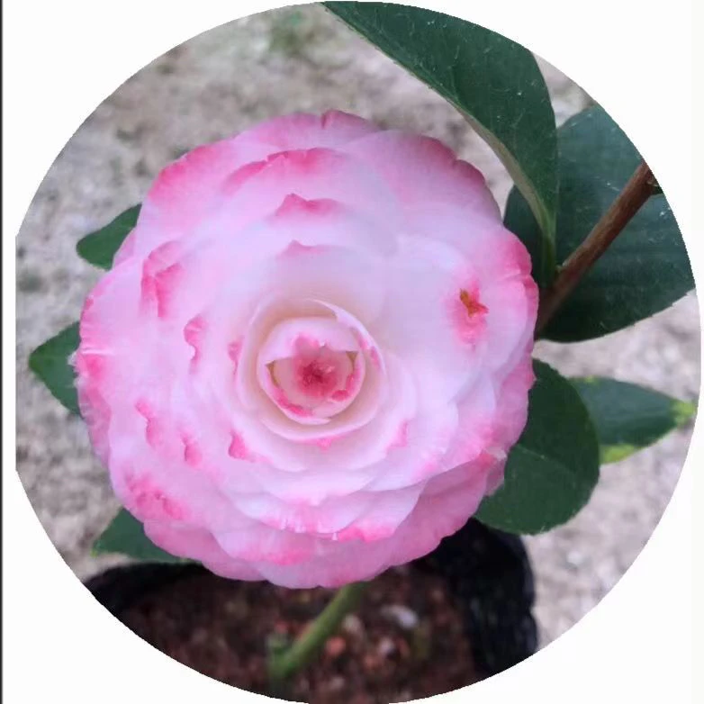 葛蕾丝 六角奥伯顿 格蕾丝福建龙岩品种茶花名贵花卉高档阳台