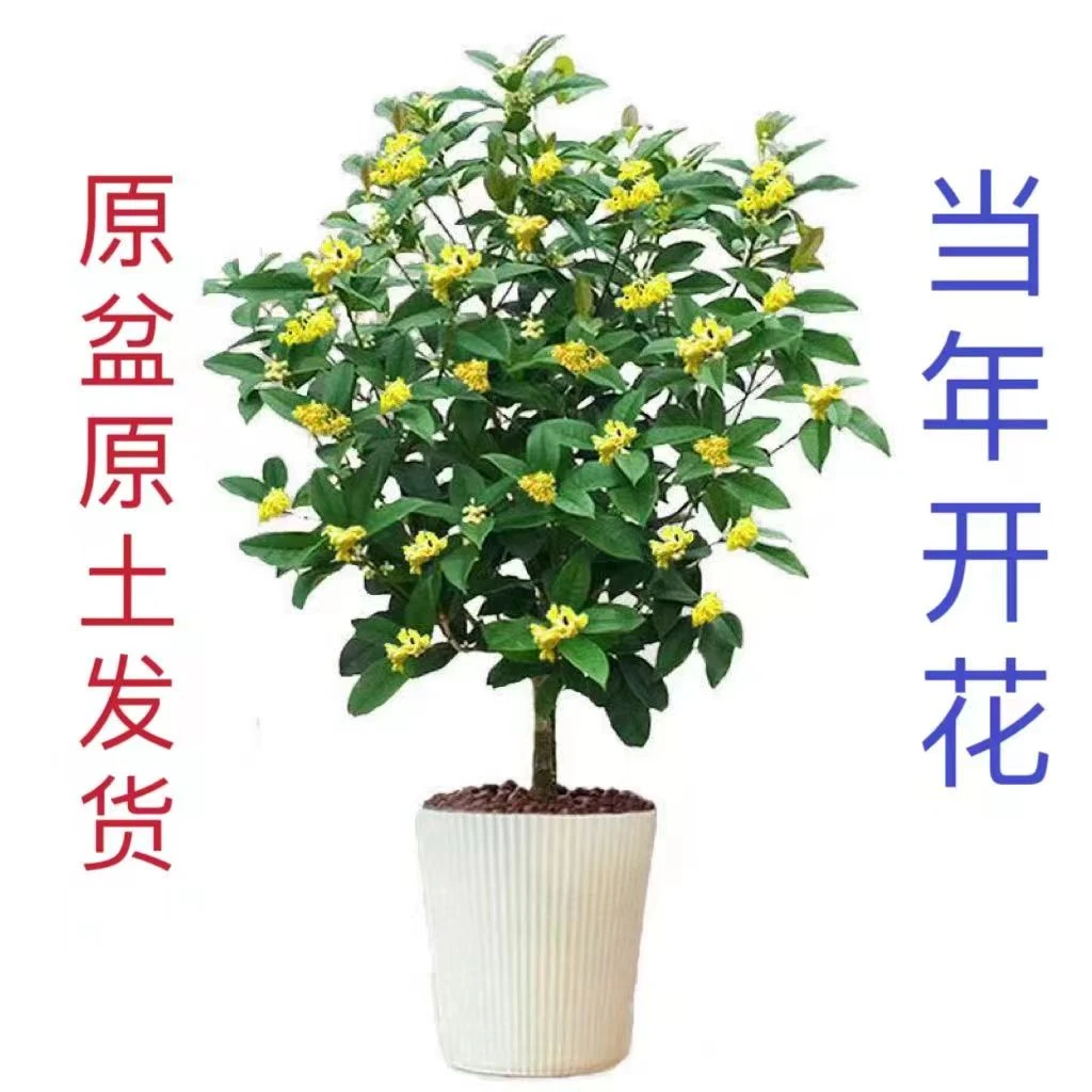 四季开花浓香型原盆发货桂花树苗盆栽好养活室内外庭院耐寒懒人花