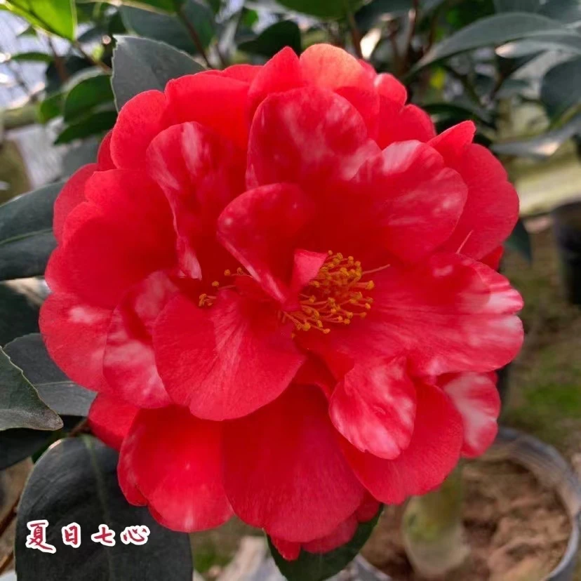 夏日七心四季开花大红色茶重瓣常年开花植物盆景庭院阳台客厅