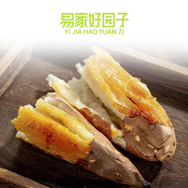 【易家好园子】哈密冰糖薯东北沙地新鲜现挖白心糖心蜜薯红薯甜软糯
