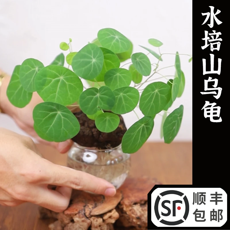 堇年造景创意水培山乌龟绿植盆景办公室桌面趣味植物圆叶爬藤造型
