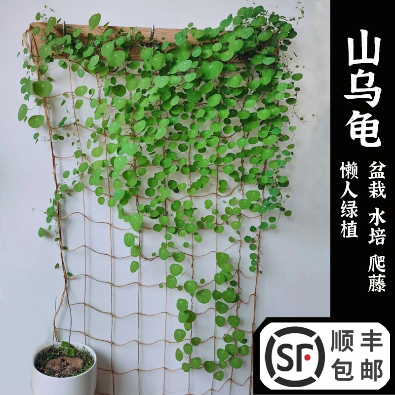 堇年造景多肉植物山乌龟盆栽室内圆叶绿植水培桌面盆景庭院爬藤