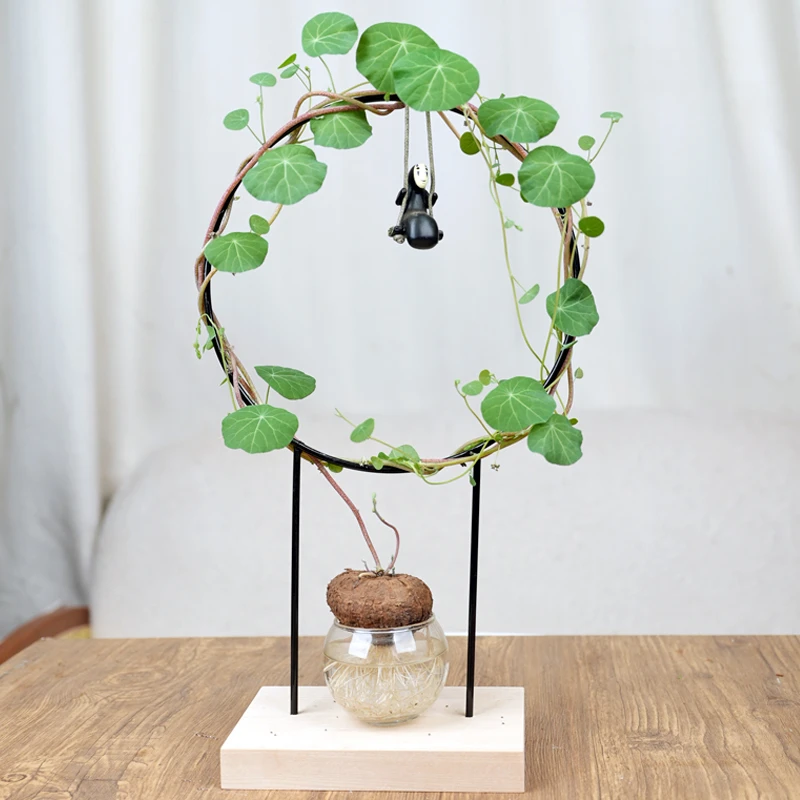 堇年造景水培山乌龟爬藤套装圆叶桌面绿植办公室植物盆栽趣味手工