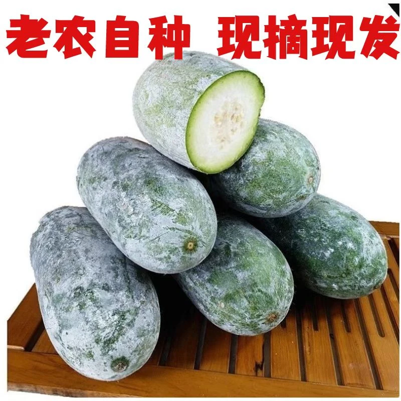 【2023新品】山地种植迷你小冬瓜毛节瓜新鲜时令果蔬整箱5斤9斤