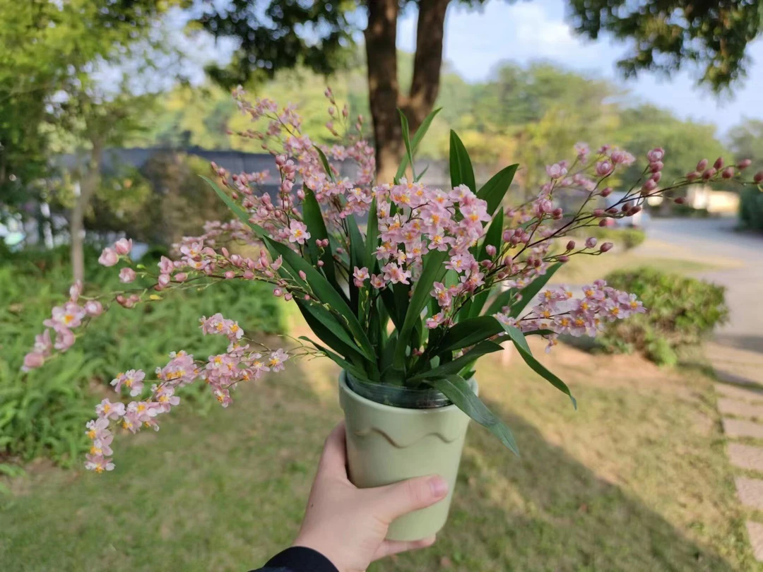 浓香文心兰带花苞盆栽年宵花卉迷你桌面植物室内客厅跳舞兰花