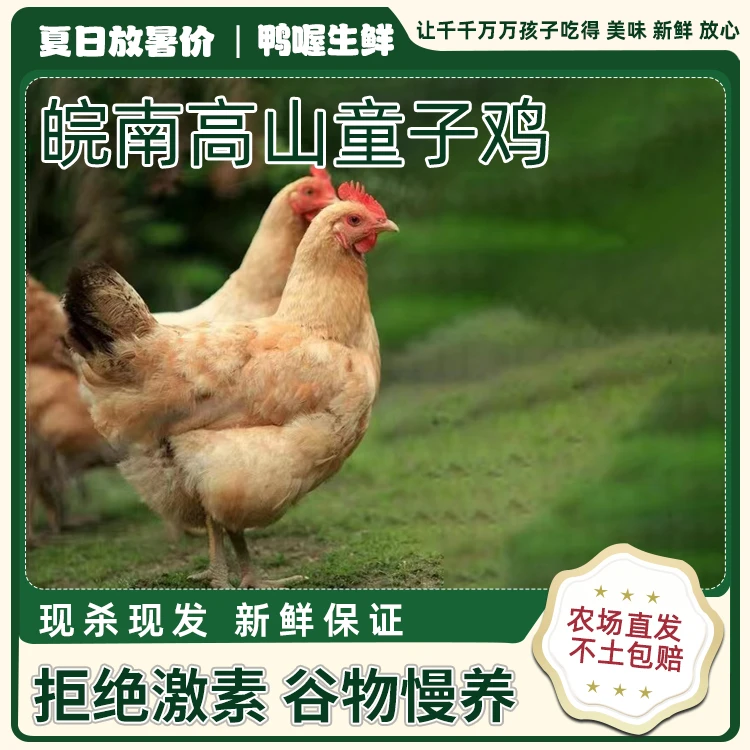 鸭喔【童子鸡】新鲜美味童子鸡现杀先发本土农场直发正宗散养肉质
