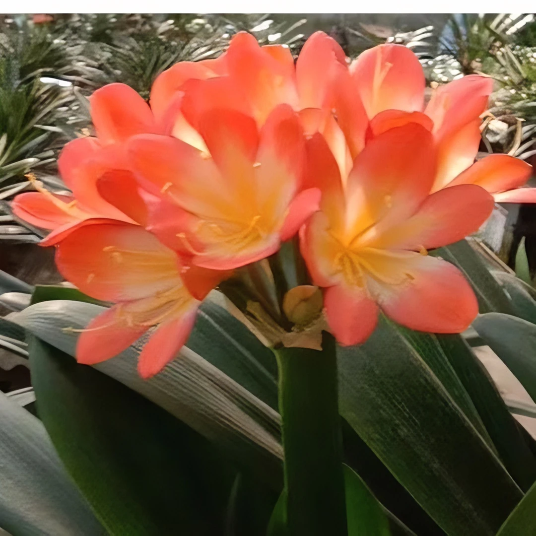 北方君子兰一物一拍！裸根发货！