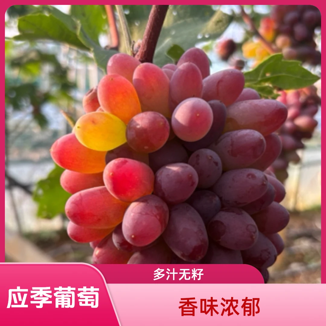 【顺丰包邮】云南高原茉莉香葡萄应季无籽多汁果香味浓郁新鲜采摘
