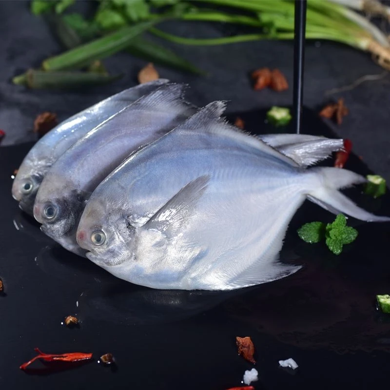 新鲜海捕银鲳鱼 肉质细腻 速冻锁鲜 独立包装每包500克 一包5-6条