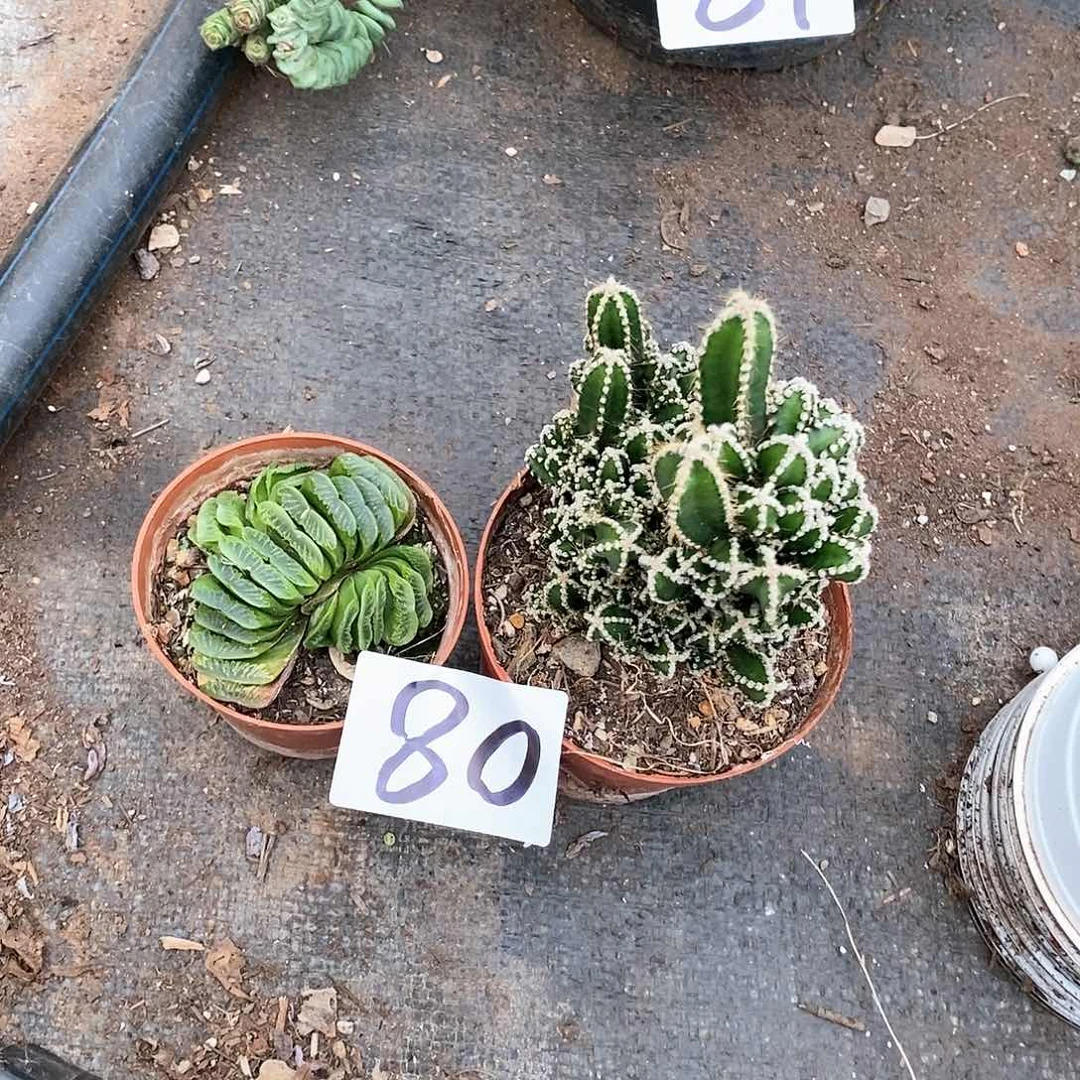 虾****—多肉满20元包邮