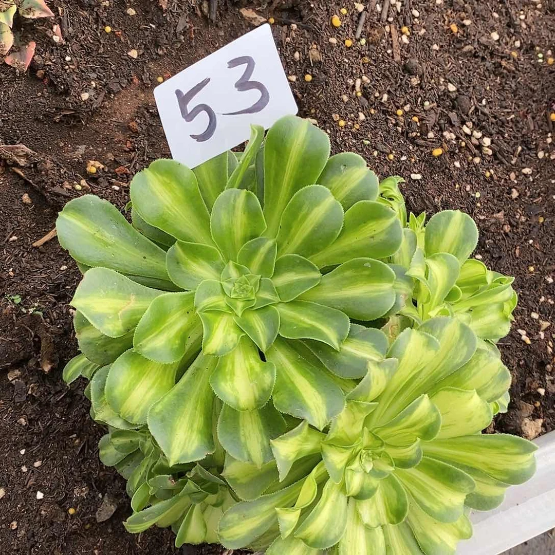 翡翠琉璃法师多肉53