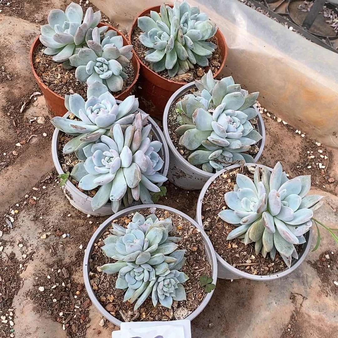 6颗橙梦露多肉79