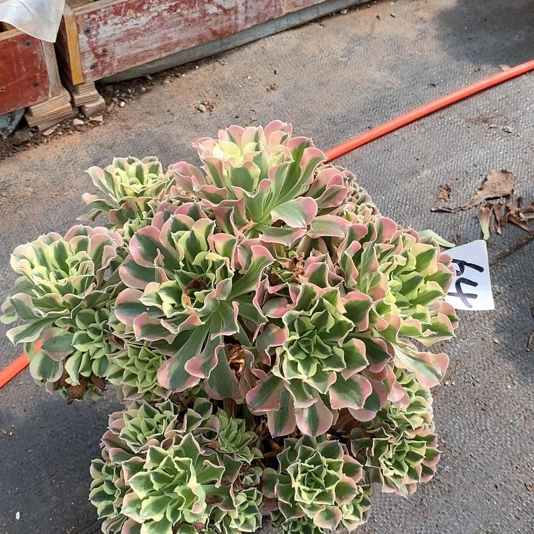 白凤丛林64多肉满20