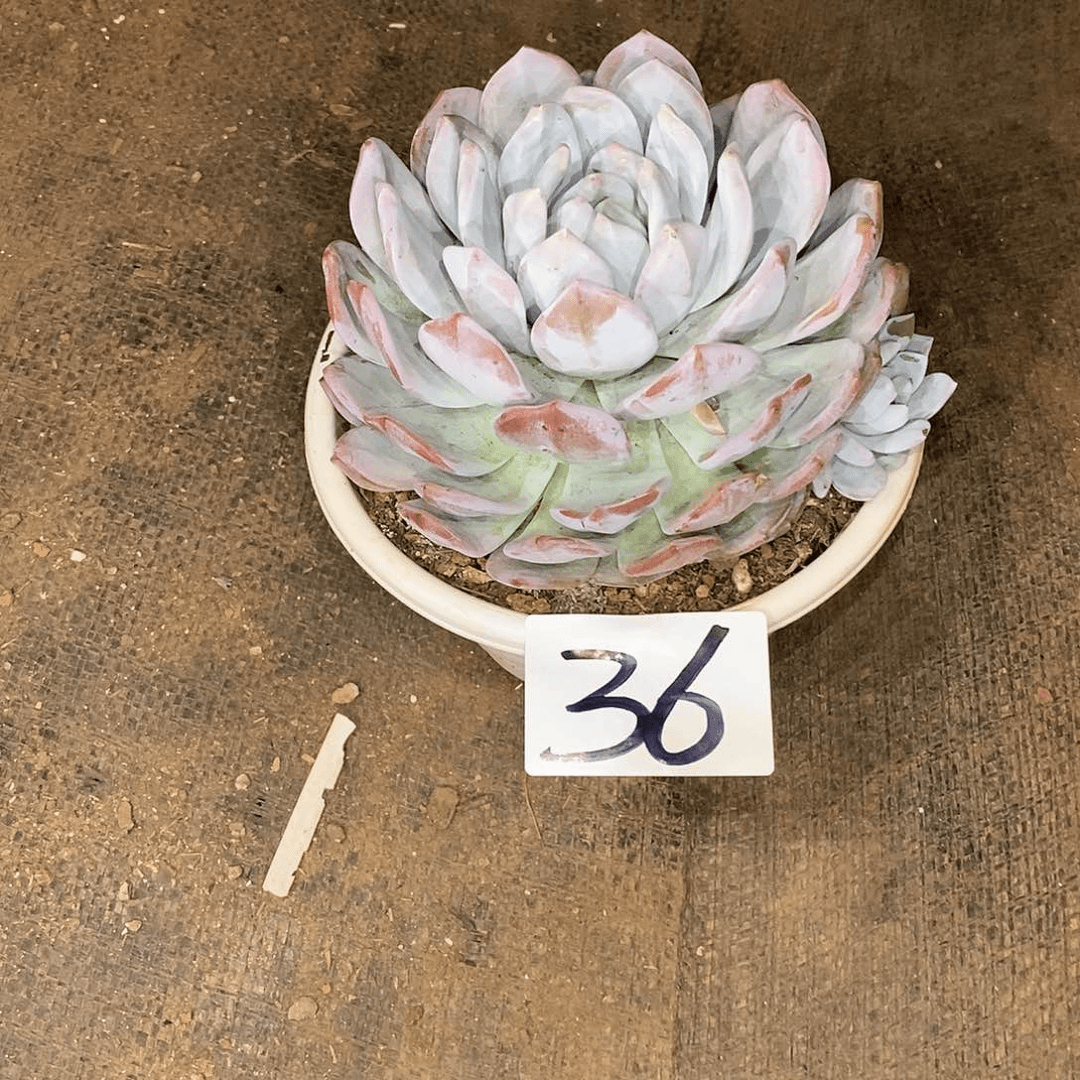 单头橙梦露多肉36
