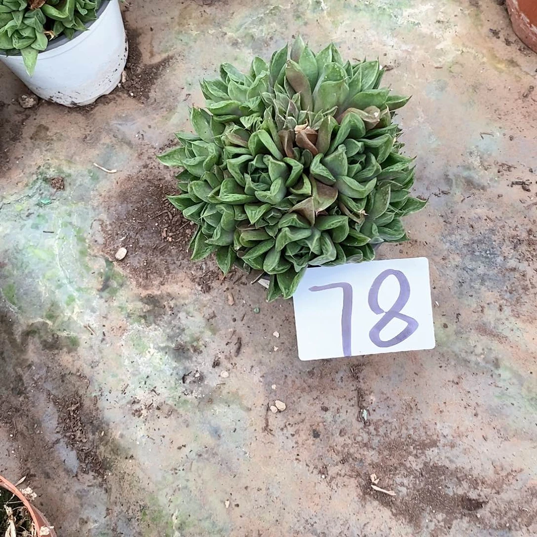 玉露多肉78满20包邮