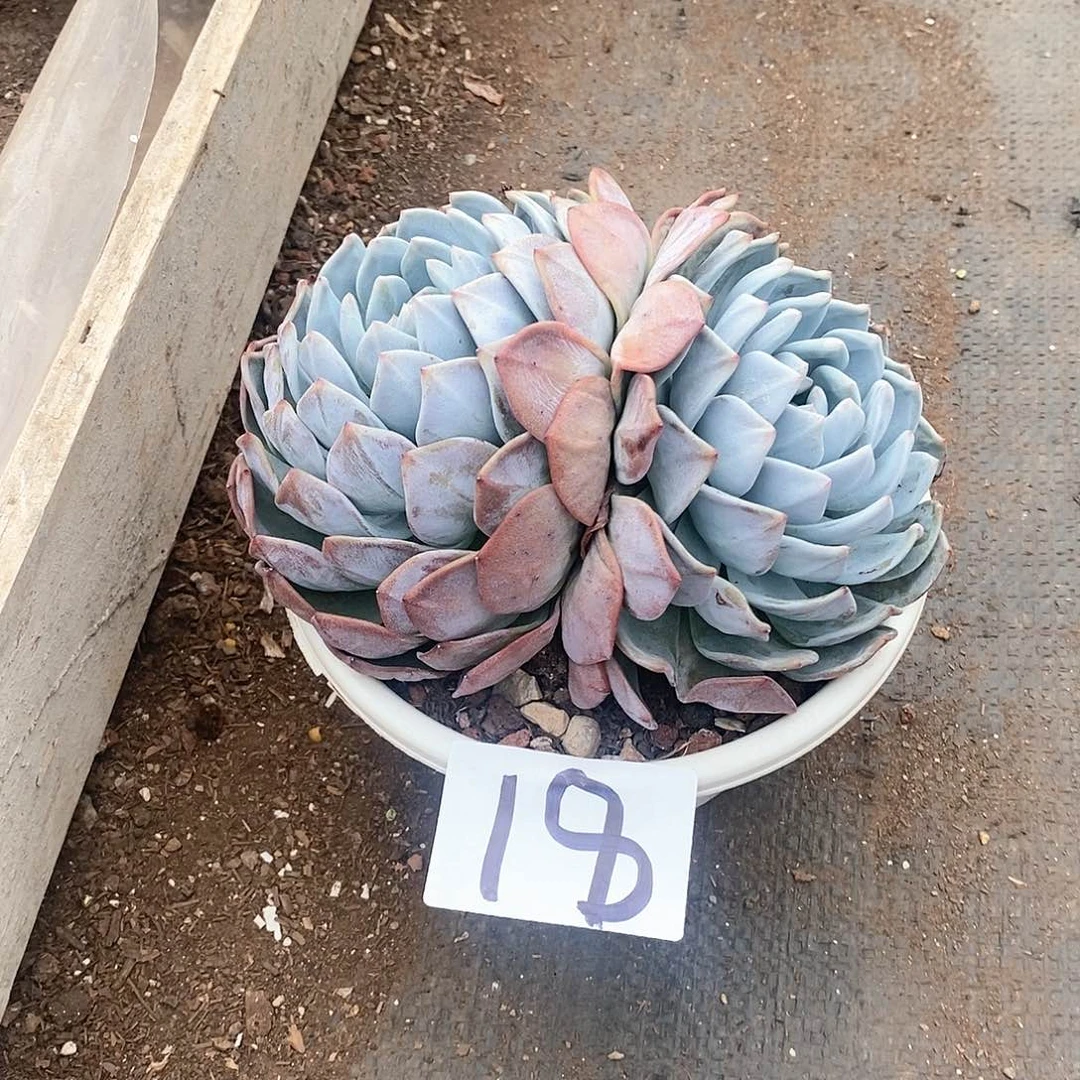 双头橙梦露多肉18