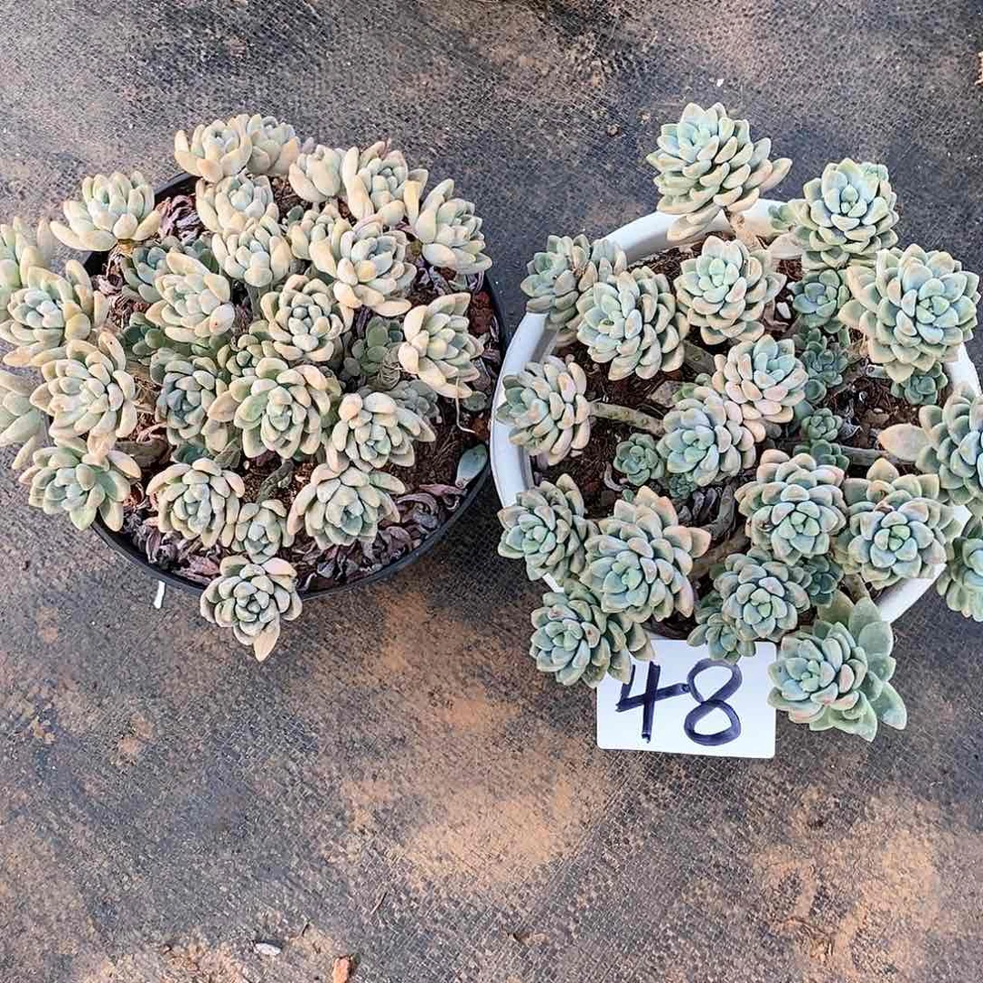 两颗奶洛蛋糕多肉48