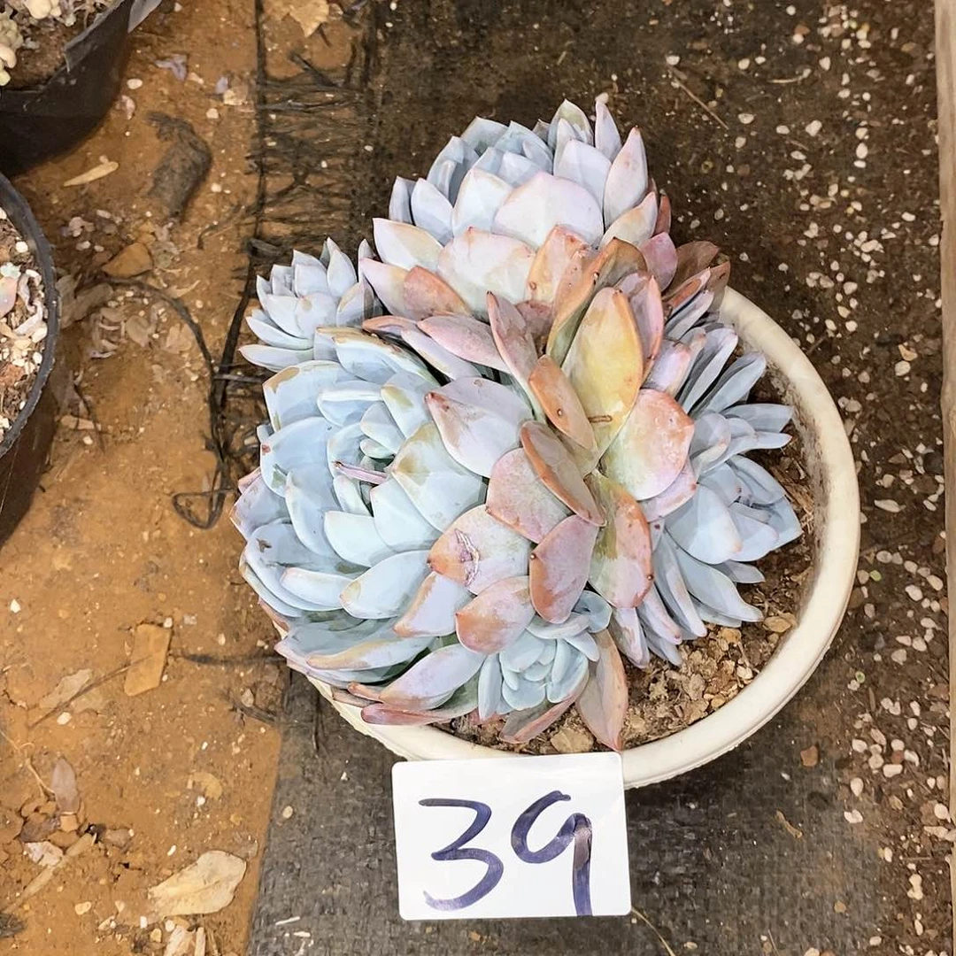 多头橙梦露多肉39