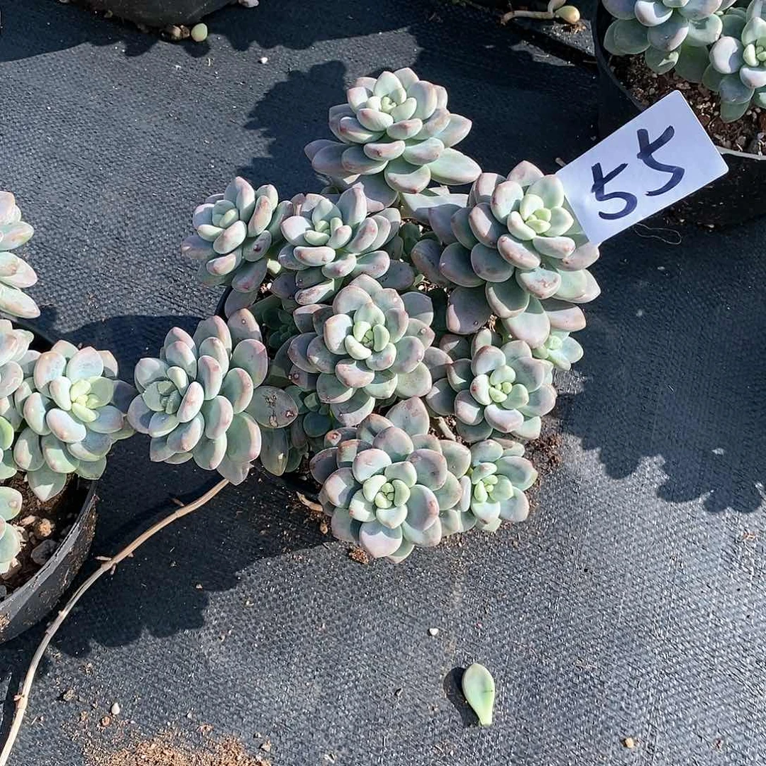 红洛神多肉55满20