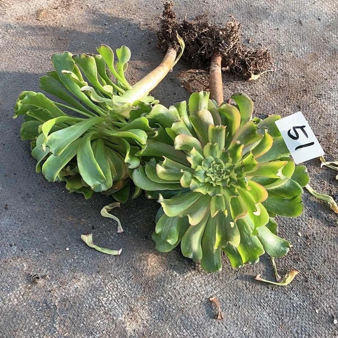 两颗法师多肉51满20包邮