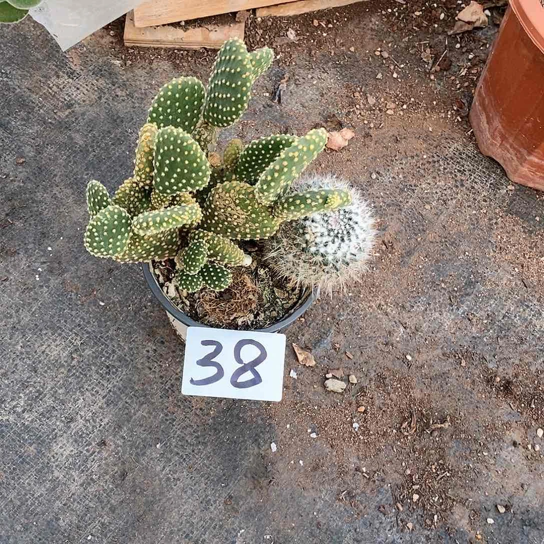 不知道啥多肉xia shou38