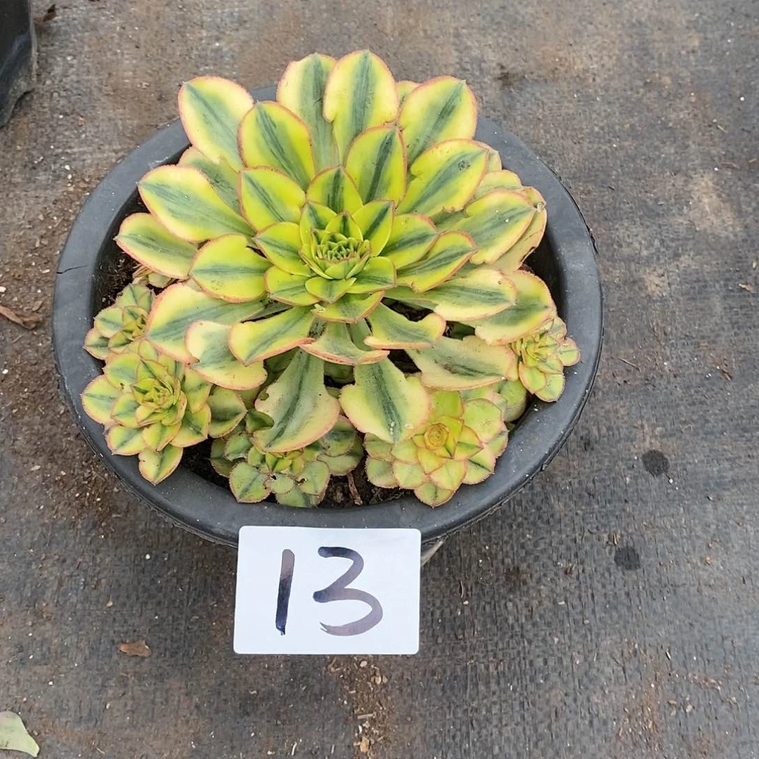 彩蝶复轮锦法师多肉13