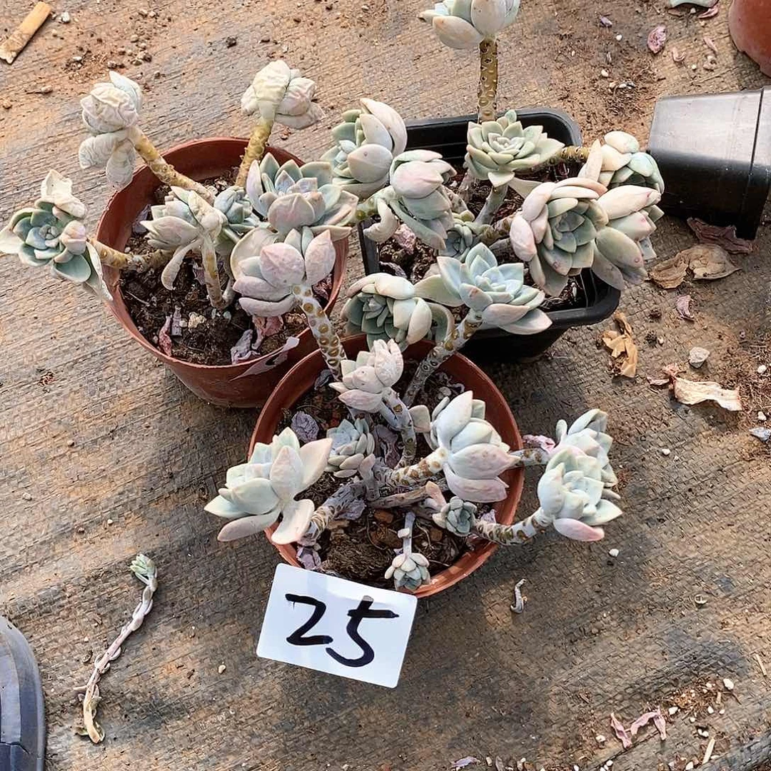 三颗露凝香多肉25