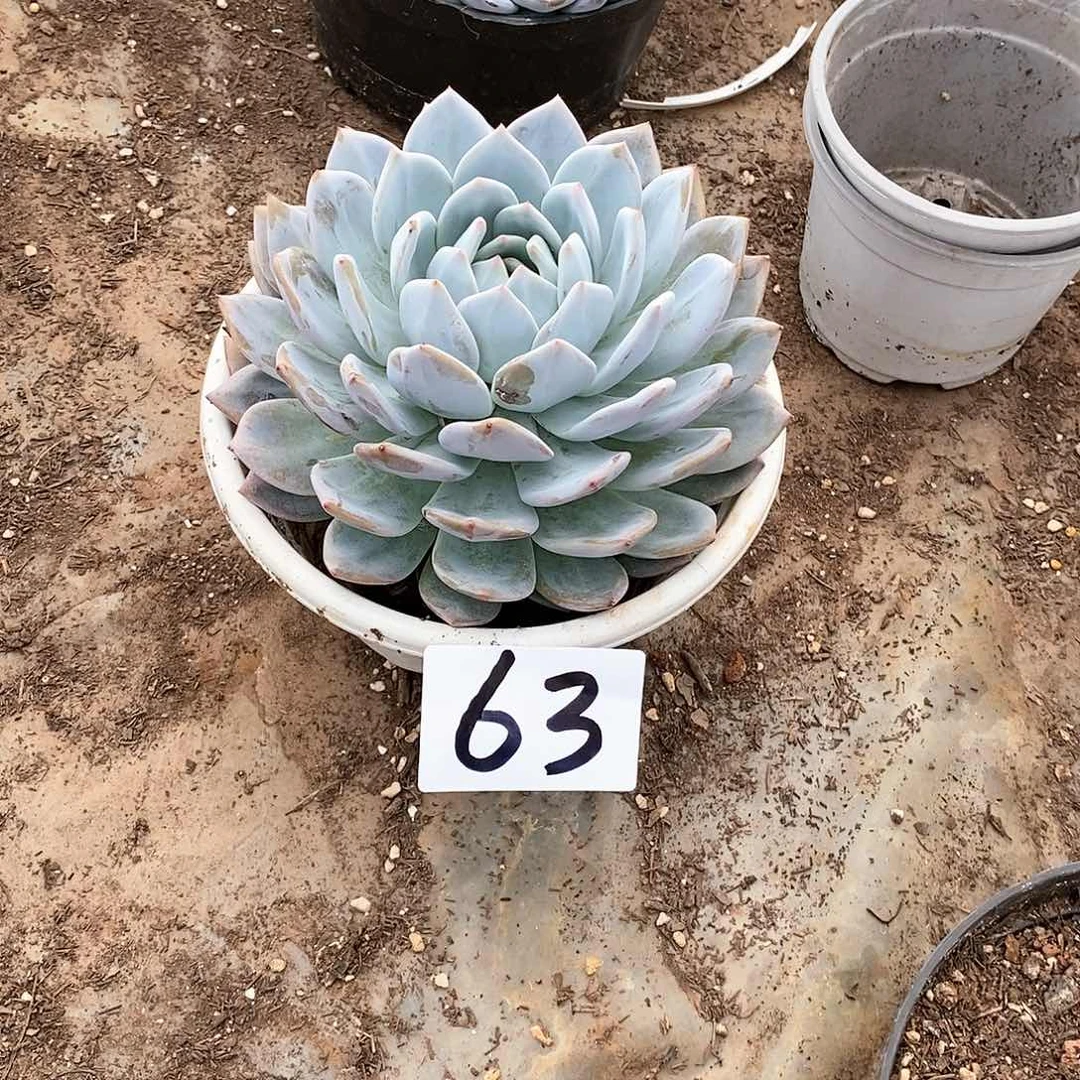 单头橙梦露多肉63